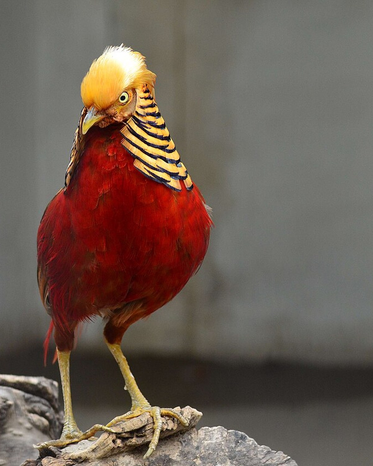 Golden Pheasant in full plumage